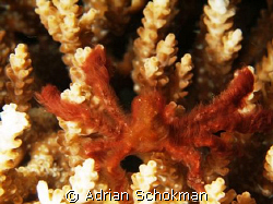 Hairy Crab from Bali... Olympus E-330 + 50mm Macro by Adrian Schokman 